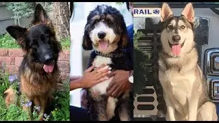 North Texas dog trainer indicted on animal cruelty charges after 3 family pets die in his care