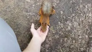 Белки в Павловском парке/Squirrels in the Pavlovsk Park