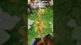 Hamelia patens #fire #bush&nbsp;#stem #cuttings #propagation #shortsfeed #gardenideas #viral #shorts #yt