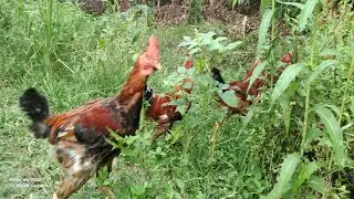 Dream Life in the Countryside 🌿🐔 | Free-range Chickens, Blooming Flowers and Serenity