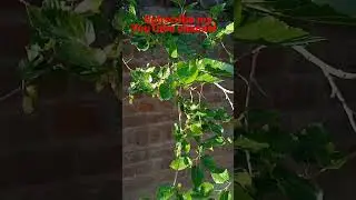 #abaid #shortvideo #mashallah 🍇🌱