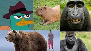 Ranking animals a witch could turn me into
