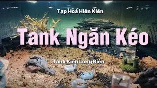 Kiến Chuyển Tổ P22: Unbox Quà Sinh Nhật Khủng Tank Ngăn Kéo Tank Kiến Long Biên + Messor Barbarus 