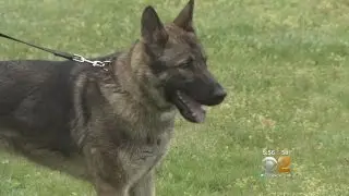 K-9 Dog Training