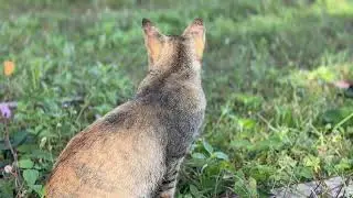 Beautiful kittens playing on the grass - Cat sounds, beautiful cat videos. #cat #anime #cute 