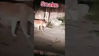 Dog Vs Snake #dog #snake #shorts