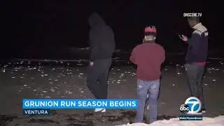 Where to spot annual grunion runs in Southern California | ABC7
