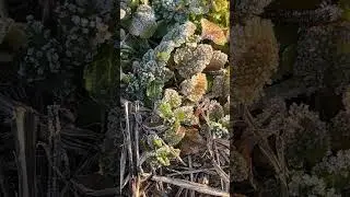 冷え込んだ朝の霜が降りた葉20260108