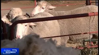 South Africa&rsquo;s wool producers embrace sustainable practices