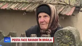 Stirile PRO TV - Pesta porcina: oamenii isi omoara animalele inainte sa o faca inspectorii sau boala