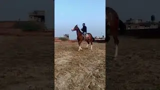 Horse stunts don&rsquo;t miss last ⚡️🔥