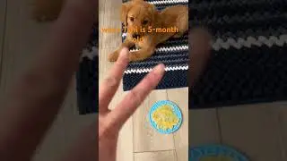what a cute puppy when Tani was 5-month  old  #cutepuppy puppy #tinypaws  #goldenretriever