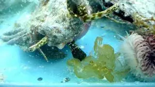Spider conch feeding