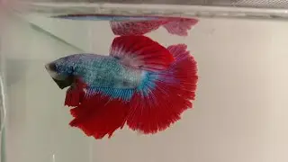 Betta fish flaring | Bettafish aggressive | Bettafish closeup view | Bettafish angry