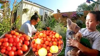 IT'S OFFICIALLY AUTUMN | HARVESTING MORE TOMATOES AND PRUNING FLOWERS | Cat Plumley