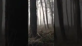 Forest Nature Fog #fogs #forestfog