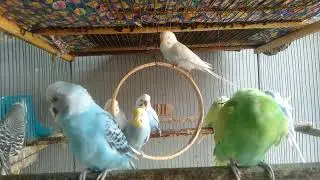 🐤 Einfaches Wellensittich Training f&uuml;r mehr Freude im Alltag ✨