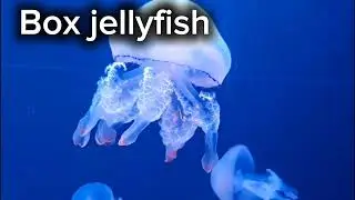 box jellyfish documentary|box jellyfish attack|box jellyfish information|box jellyfish animation