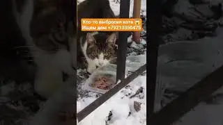 St. Petersburg, Looking for a home for a former domestic cat +79213350475 #animalrescue #everyone...