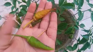 Chilli Plant Care Update (Part-2 ) | Growplant by noman