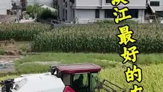 这是来楠溪江最好的农机手了，每次来都很受我们村民欢迎#水稻收割机 #航拍