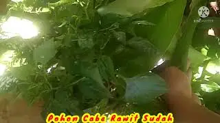 Tanaman Cabe Rawit Depan Rumah Sudah Mulai Berbunga Guys #tanamanhias #bonsai #caberawit #tanisaja