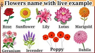 FLOWER NAME with live Example, Many flowers name in English for children's