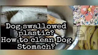 How to clean Dog Stomach? Dog swallowed plastics or any objects? Feeding bananas for dogs