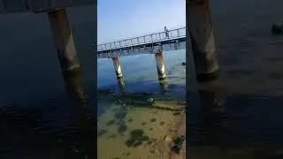 Exploring Green Algae in the Baltic Sea 🌿ASMR Tranquil Shorts #tranquility #shorts #relaxing #asmr