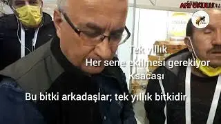 ARI OTU (FASELYA) Ekimi Tarifi