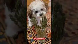 Save money with making your own dogs treat with best dehydrator