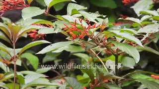 Female Purple Sunbird Feeding on Nectar from Firebush Flowers