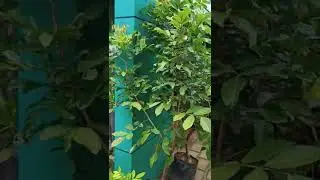 big size homegrown rambutan plants at Kozhikode