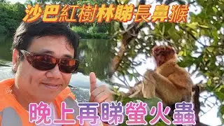 【達汶沙】 汶萊沙巴 EP09-沙巴紅樹林睇長鼻猴，晚上睇再睇螢火蟲，再到沙巴大排檔食海鮮宵夜