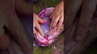 😱😱Giant clams, precious and charming pearls