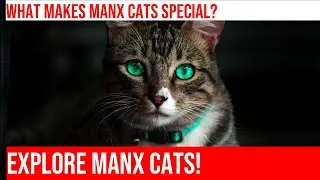 Manx Cats: Tailless Wonders with Big Personalities