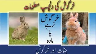 Interesting Facts About Rabbits in Urdu/Hindi||khergosh||خرگوش||New Animal Documentary||Zaheer