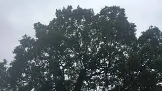 English Oak at Cowick Barton - crown - November 2018