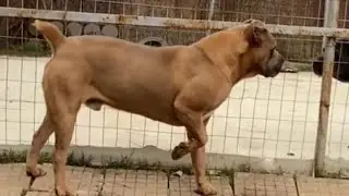 Big Cane Corso Barking 😎 #canecorso #canecorsodog #canecorsobreeder #bigdogs
