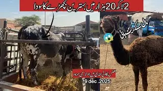 Bhanis colony mandi latest updates Friday 19 Dec 2025#Cattle by Ibrahim
