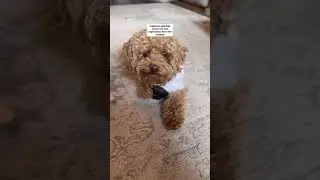 Do Dogs Have Emotions? Rover Explains the Science Behind Your Dog's Feelings