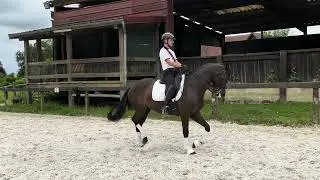 DRESSAGE HORSE FOR SALE - Mare - Kwpn - 2017