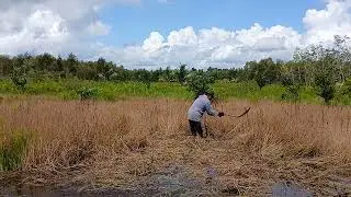 MERINCAH ATAU MENABAS RUMPUT SAWAH.
