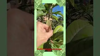 Loquat vs A Hard Freeze