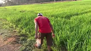 ຄຳເພີຍ ເກັບຫອຍຕາມທົ່ງນາ Khampeuy harvest snails in the ricefield