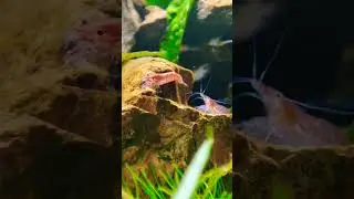 #shrimp #nature #aquarium #aquascape #relax #goodvibes #trending #shorts #viral #youtubeshorts