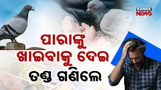 Special Report: Mumbai Court Fines Businessman ₹5,000 for Feeding Crows in Public Place