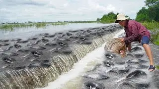 Best Fisherman Catching & Catfish on The Road Flooded - Amazing Fishing Water Crossing 2021