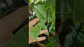 Пассифлора красные цветы- Racemosa | Passiflora rote Bl&uuml;ten- Racemosa #racemosa