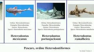 Pescare, ordine Heterodontiformes heterodontus fish zebra japonicus mexicanus francisci Vital